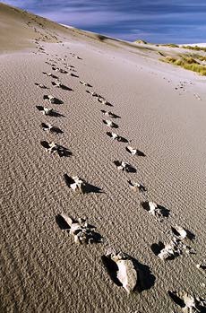 Footprints in the Sand